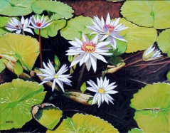 White Flowers on Lilly Pads